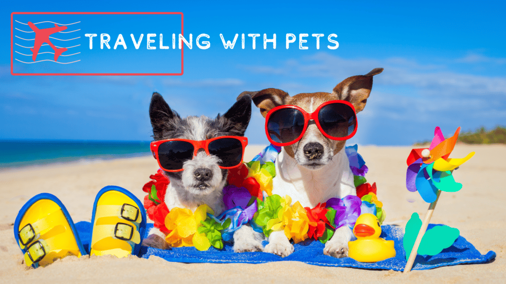 two small dogs laying on a towel on the beach wearing lays and sunglasses